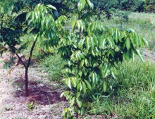 Almecegueira