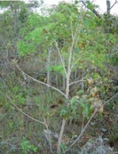 Carvalho do Cerrado