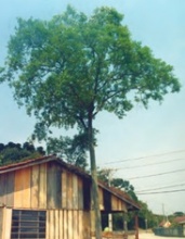 Cerejeira