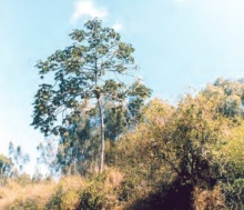 Embaba