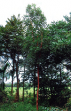 Pau-Alazo