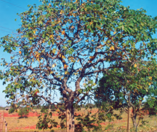 Pequizeiro