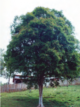 Pitangueira