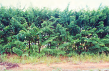Sabi