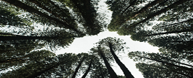 ABTCP 2024 discute avanos do setor de florestas plantadas