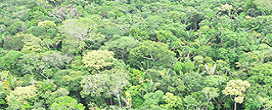 FAO reconhece contribuição da Embrapa no desenvolvimento de tecnologias para o Manejo Florestal Sustentável