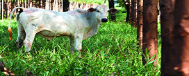 ILPF transforma pecuria de Mato Grosso em modelo sustentvel e lucrativo