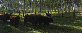 ILPF: Sistema Agroflorestal para gerar alimentos, energia e renda no NE