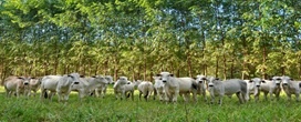 Recuperar pastagem degradada com ILPF custa de R$ 6 mil a R$ 17 mil por hectare no Amazonas