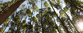 Setor florestal transforma Mato Grosso do Sul em potência verde