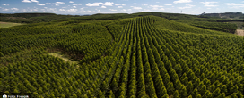 Mato Grosso do Sul deve superar R$ 70 bilhes em investimentos em celulose at 2028
