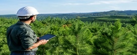Como aumentar a produtividade do pinus no campo