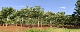 Utilizando a per�cia em madeira para combater o com�rcio ilegal de madeira