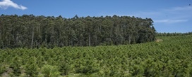 Setor florestal pode transformar potencial do mercado de carbono no Brasil