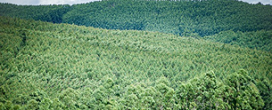 So Paulo monitora 1,7 milho de hectares para prevenir incndios florestais em tempo real