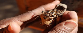 Projeto em Niteri, no RJ, usa abelhas sem ferro para reflorestar reas e preservar biodiversidade