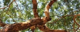 Acacia agora a madeira a ser plantada em Mianmar