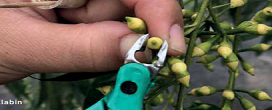 Adaptação climática, inovação e ciência: Novos caminhos para o cultivo de eucalipto na KLABIN