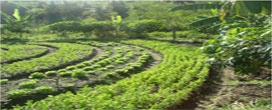 Agrofloresta Urbana floresta aliada a práticas sustentáveis de cultivo