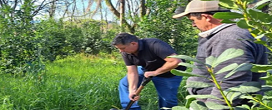 Agroflorestas: a resposta ancestral que pode salvar o cultivo da erva-mate na crise climtica