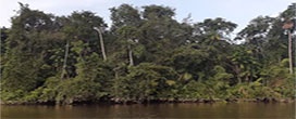 'Amazônia Que Eu Quero' divulga 10 propostas de preservação de florestas da Região Norte