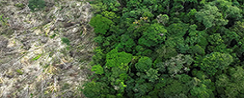 Amaznia perdeu uma Frana em vegetao nativa