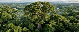 Com 88,5 metros de altura e tronco de quase 10 metros de circunfer�ncia, a maior �rvore conhecida da Amaz�nia equivale a um pr�dio de 30 andares