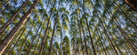 Exportações do setor brasileiro de árvores cultivadas crescem no primeiro semestre de 2025