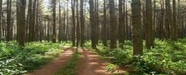 4o Pr�mio APRE Florestas de Jornalismo 2026 destaca os 120 anos do pinus no Brasil e valoriza reportagens sobre florestas plantadas