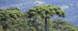 Araucária que produz pinhão de forma precoce é destaque no Balanço Social da Embrapa