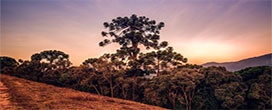 Araucária pode ser extinta nas próximas décadas por conta de desmatamento