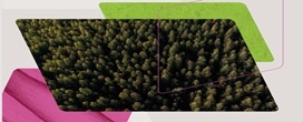 A �rea de �rvores cultivadas para fins industriais no Brasil alcan�ou 10,73 milh�es de hectares
