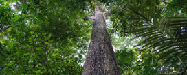 Qual é a árvore mais alta encontrada na Amazônia?