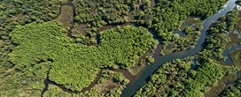 Em 1772, Benjamin Franklin enviou sementes de uma �rvore chinesa para a Ge�rgia; em 1900, o governo plantou mais e hoje ela ocupa 185 mil hectares
