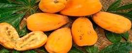 ��rvore-da-cocada� produz fruto doce e madeira comest�vel