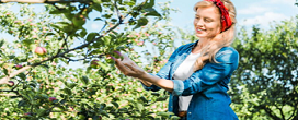 Você sabia que existe uma árvore capaz de produzir até 40 frutas diferentes ao mesmo tempo?