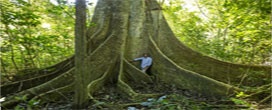 Expedição registra árvores gigantes centenárias da Mata Atlântica