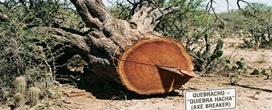 Qual � a �rvore com a madeira mais resistente do mundo?
