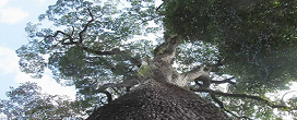 Aquecimento global ameaa resilincia das rvores tropicais