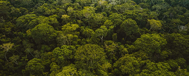 rvores da Amaznia revelam cenrio preocupante no bioma