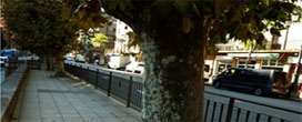 Quantas árvores por habitante são necessárias nas cidades?