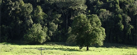 Site ajuda agricultor na escolha de árvores nativas da Mata Atlântica