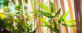 Basta algumas dicas básicas para ter sucesso no plantio do bambu