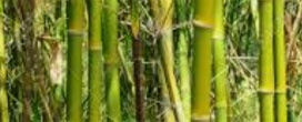 Planos para o cluster de desenvolvimento da indústria de bambu