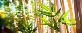 Para plantar bambu basta seguir algumas dicas básicas