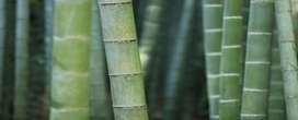 Bambu re�ne propriedades que ampliam seu uso no lar