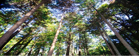 O que  o banho de floresta e por que ele faz to bem  sade?