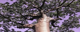 Baob�: como cultivar a �rvore africana conhecida pelo tronco monumentalBaob�: como cultivar a �rvore africana conhecida pelo tronco monumental