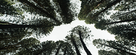 Estudo do FSC revela impactos da certificação florestal na biodiversidade