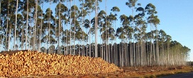 Biomassa florestal como energia: ganha o produtor florestal e agrícola